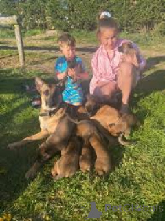 Zdjęcie №3. Chiots Malinois Belges à vendre. Belgia