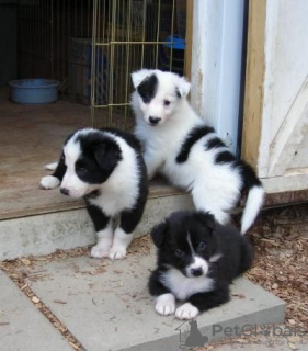 Zdjęcie №1. border collie - na sprzedaż w Wuppertal | 718zł | Zapowiedź №129408