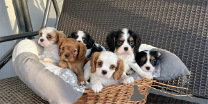 Zdjęcie №1. cavalier king charles spaniel - na sprzedaż w Aarhus | negocjowane | Zapowiedź №175121