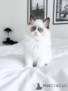 Zdjęcie №2 do zapowiedźy № 176622 na sprzedaż  ragdoll - wkupić się Australia prywatne ogłoszenie