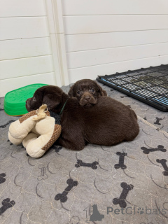 Zdjęcie №3. Urocze żółte szczenięta labradora retrievera gotowe na swój stały dom!. Niemcy