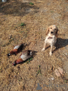 Zdjęcie №2 do zapowiedźy № 146006 na sprzedaż  russian spaniel - wkupić się Ukraina hodowca