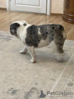 Zdjęcie №3. Bulldog Angielski. Białoruś