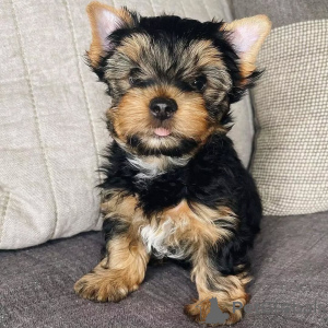 Zdjęcie №1. yorkshire terrier - na sprzedaż w Berlin | 2631zł | Zapowiedź №164791