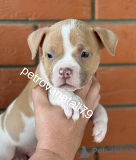 Zdjęcie №3. American Banner Poleśnia, o którym marzyłeś!. Federacja Rosyjska