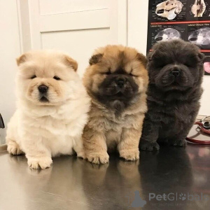 Zdjęcie №3. Chow-chow-welpen suchen ein liebevolles zuhause.. Niemcy