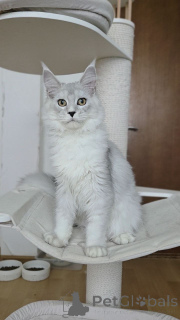 Zdjęcie №3. Kocięta Mainecoona. Belgia