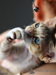 Zdjęcie №2 do zapowiedźy № 171388 na sprzedaż  devon rex - wkupić się Niemcy prywatne ogłoszenie