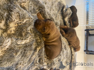 Zdjęcie №2 do zapowiedźy № 176060 na sprzedaż  shar pei - wkupić się Grecja prywatne ogłoszenie