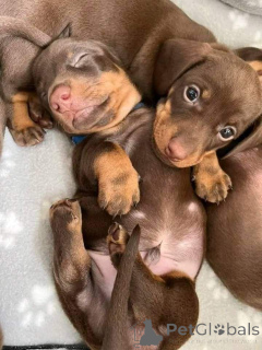 Zdjęcie №1. jamnik - na sprzedaż w Berlin | negocjowane | Zapowiedź №160060