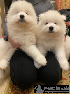 Zdjęcie №2 do zapowiedźy № 134185 na sprzedaż   - wkupić się Polska hodowca