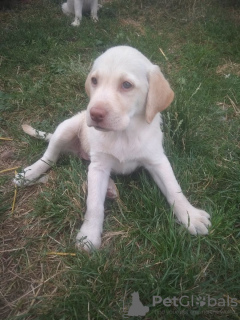 Zdjęcie №3. Szczeniaki labradora. Ukraina