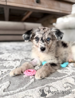Zdjęcie №1. jack russell terrier - na sprzedaż w Genk | negocjowane | Zapowiedź №171709