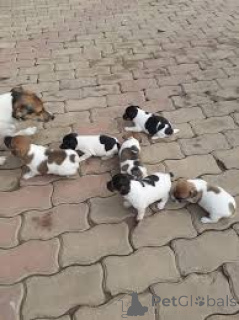 Zdjęcie №1. jack russell terrier - na sprzedaż w Paryż | 3348zł | Zapowiedź №166737