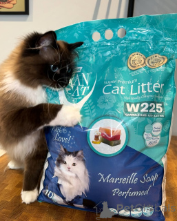 Zdjęcie №2 do zapowiedźy № 155559 na sprzedaż  ragdoll - wkupić się Norwegia prywatne ogłoszenie