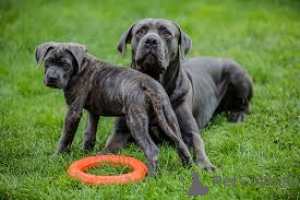Zdjęcie №4. Sprzedam cane corso w Berlin.  - cena - negocjowane