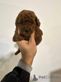 Zdjęcie №4. Sprzedam pudel (zabawka) w Werbass.  - cena - negocjowane