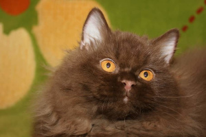 Zdjęcie №2 do zapowiedźy № 4659 na sprzedaż  kot brytyjski długowłosy - wkupić się Białoruś prywatne ogłoszenie