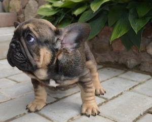 Zdjęcie №4. Sprzedam  w Mińsk. prywatne ogłoszenie - cena - 2695zł