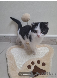 Zdjęcie №2 do zapowiedźy № 131045 na sprzedaż  scottish fold - wkupić się Zjednoczone Emiraty Arabskie prywatne ogłoszenie