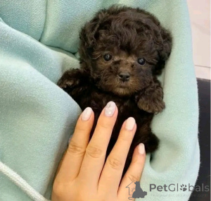 Zdjęcie №4. Sprzedam pudel (zabawka) w Berlin. prywatne ogłoszenie, hodowca - cena - 2392zł