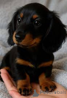 Zdjęcie №1. jamnik - na sprzedaż w Belfast | 3348zł | Zapowiedź №166105