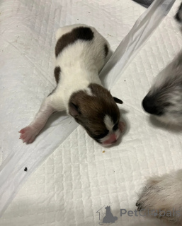 Zdjęcie №1. jack russell terrier - na sprzedaż w Bolonia | 1913zł | Zapowiedź №172382