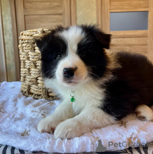 Zdjęcie №3. Sprzedam szczenięta Border Collie. Federacja Rosyjska