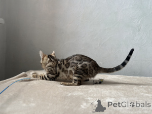 Zdjęcie №3. Marmurkowy kot bengalski. Francja