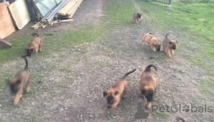 Zdjęcie №3. Purebred Belgian Malinois Puppies na sprzedaż. Niemcy