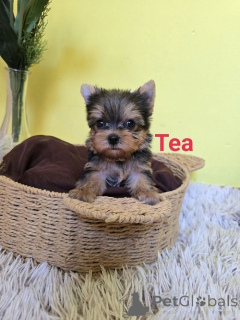 Zdjęcie №2 do zapowiedźy № 175018 na sprzedaż  yorkshire terrier - wkupić się Serbia hodowca