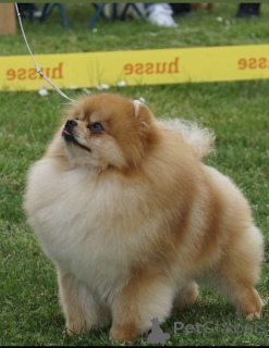 Zdjęcie №2 do zapowiedźy № 135226 na sprzedaż  szpic miniaturowy - wkupić się Serbia 