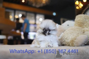 Zdjęcie №3. Dean Janet Kay Puppies House. USA