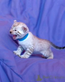 Zdjęcie №1. kot bengalski - na sprzedaż w Colorado Springs | 2287zł | Zapowiedź № 147419