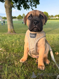 Zdjęcie №1. dog z majorki - na sprzedaż w Aizlingen | 2392zł | Zapowiedź №158466