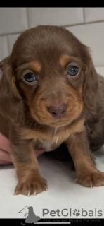 Zdjęcie №2 do zapowiedźy № 132761 na sprzedaż  jamnik - wkupić się Niemcy prywatne ogłoszenie