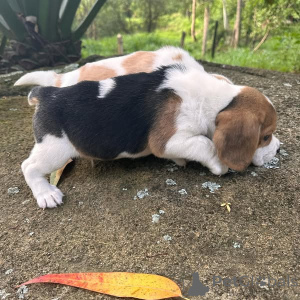 Zdjęcie №3. Sprzedam rasowe szczenięta płci męskiej i żeńskiej rasy Beagle!!!. Francja
