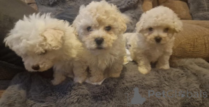 Zdjęcie №3. Bichon Frisé Welpen zu verkaufen. Kontaktieren Sie mich per. Niemcy