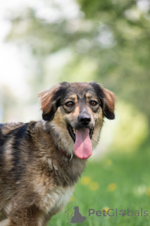 Zdjęcie №1. pies nierasowy - na sprzedaż w Москва | Bezpłatny | Zapowiedź №141409