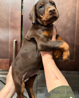 Zdjęcie №3. Urocze szczenięta dobermana do adopcji. Polska