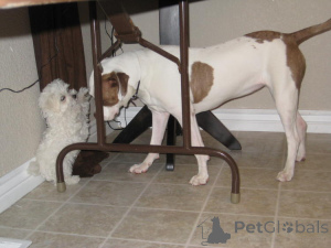 Zdjęcie №3. Jedna szansa na złapanie swojego wymarzonego zwierzaka (szczeniaka maltańskiego). Australia