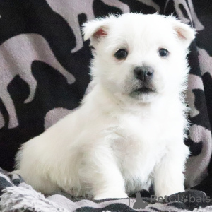 Zdjęcie №2 do zapowiedźy № 164582 na sprzedaż  west highland white terrier - wkupić się USA prywatne ogłoszenie