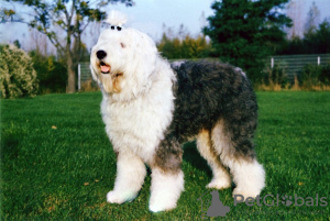 Zdjęcie №2 do zapowiedźy № 125928 na sprzedaż  pies nierasowy - wkupić się Wielka Brytania prywatne ogłoszenie, hodowca