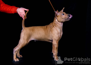 Zdjęcie №2 do zapowiedźy № 9926 na sprzedaż  thai ridgeback - wkupić się Federacja Rosyjska od żłobka