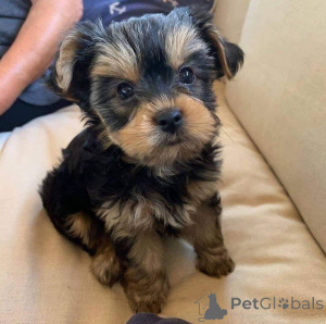 Zdjęcie №1.  - na sprzedaż w Andermatt | negocjowane | Zapowiedź №161742