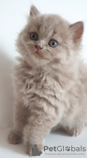 Zdjęcie №2 do zapowiedźy № 27892 na sprzedaż  kot brytyjski długowłosy - wkupić się Republika Czeska hodowca