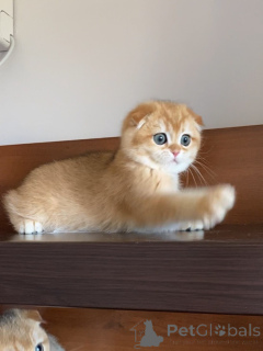 Zdjęcie №1. scottish fold - na sprzedaż w Varmaland | negocjowane | Zapowiedź № 159636