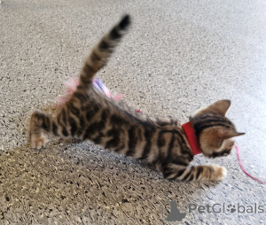 Zdjęcie №2 do zapowiedźy № 164610 na sprzedaż  toyger - wkupić się Irlandia hodowca