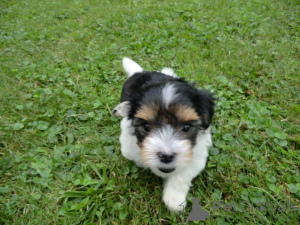 Zdjęcie №1. yorkshire terrier biewer - na sprzedaż w Norymberga | negocjowane | Zapowiedź №166088