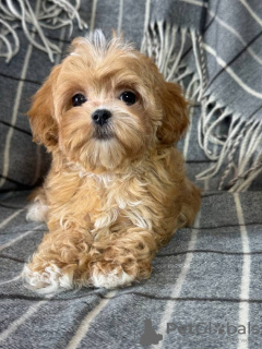 Zdjęcie №2 do zapowiedźy № 133628 na sprzedaż  maltipu - wkupić się USA 